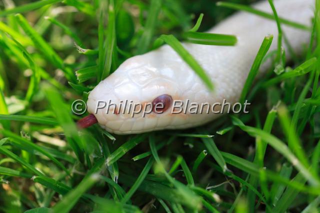 elaphe guttata.JPG - Elaphe guttata, snowSerpent des blés, CornsnakeSquamata, ColubridésEtats-Unis